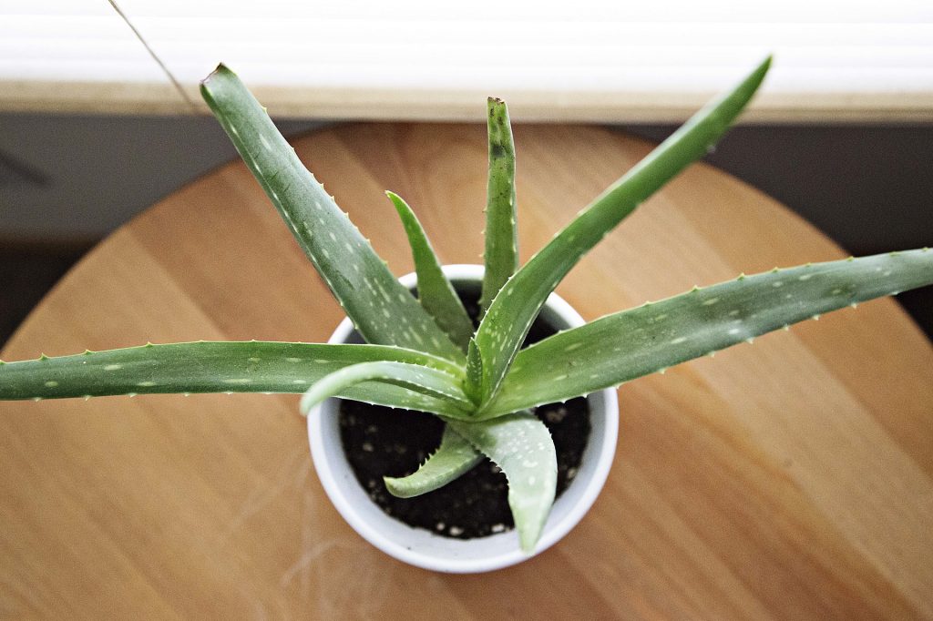 Why Parents Need Aloe Vera Plants